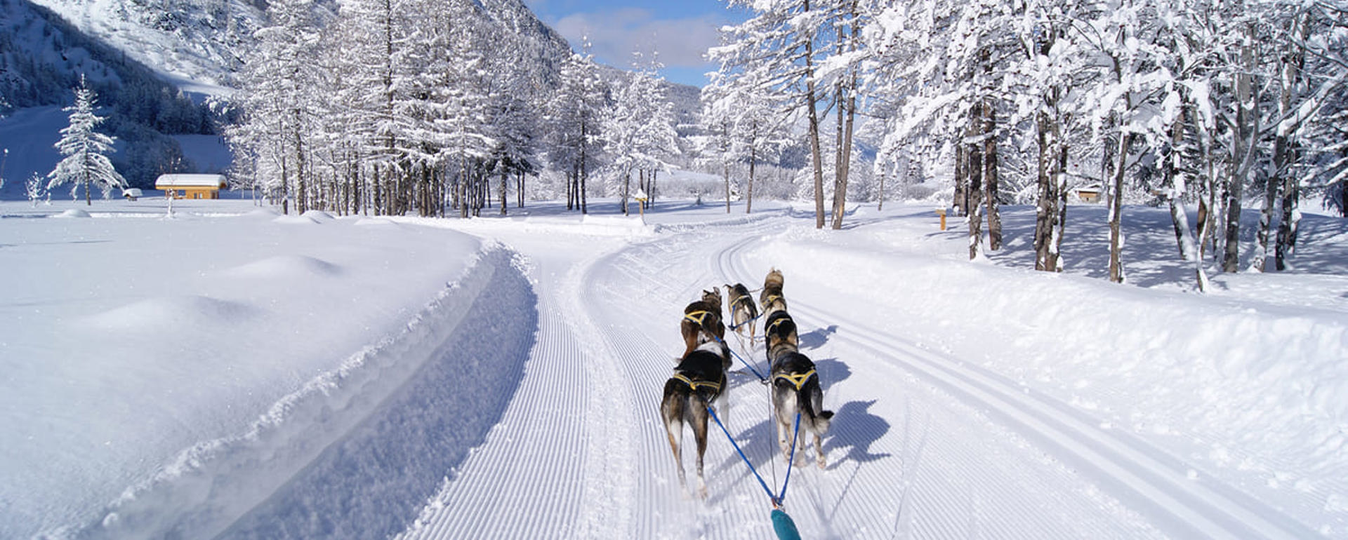 Peisey Vallandry Ski Resort - Dog sledding