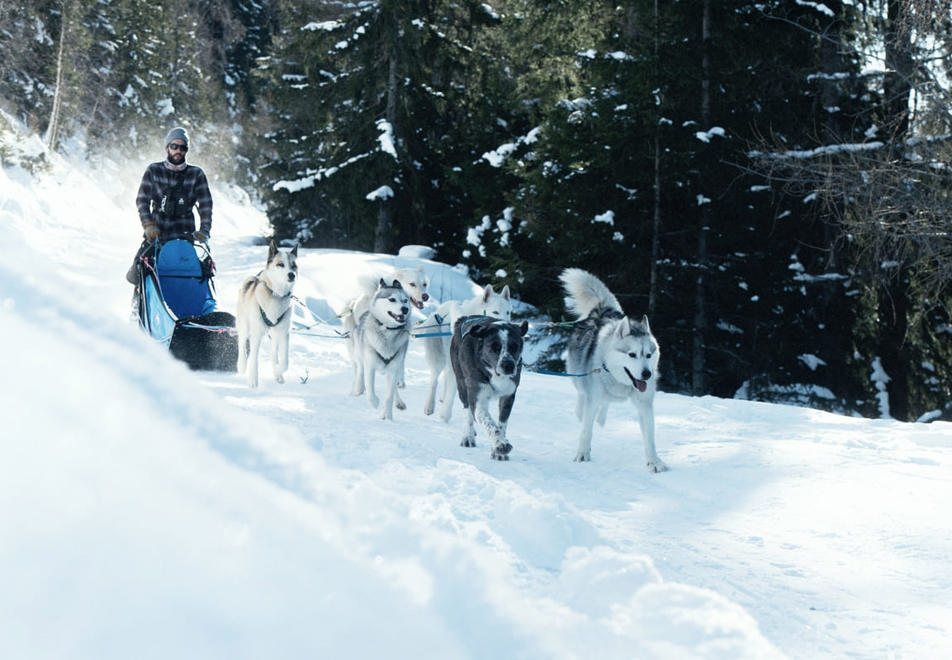 Sainte Foy Ski Resort - Dog sledding (©David Andre)