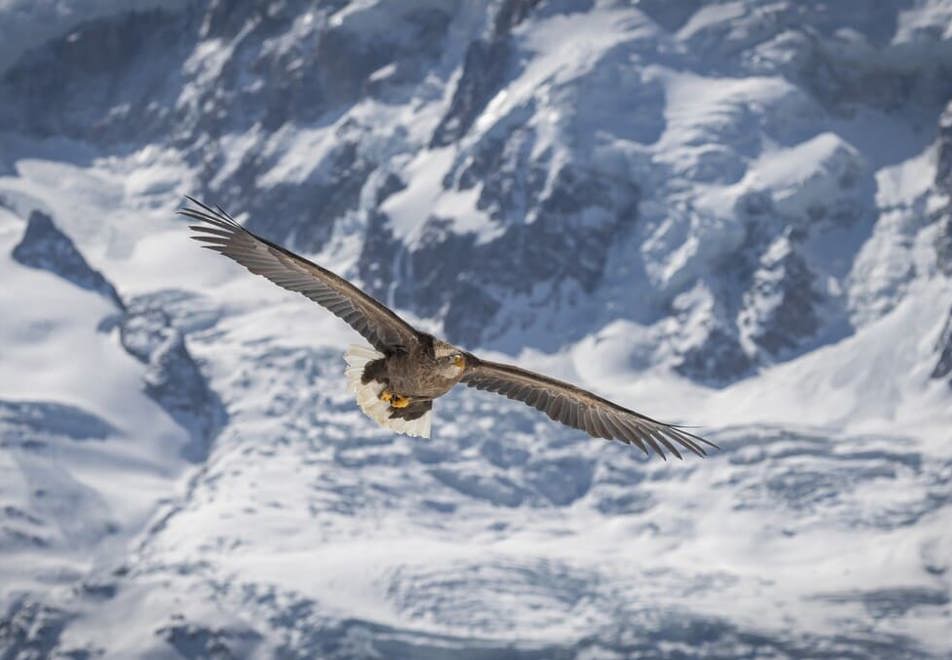 Morzine eagles