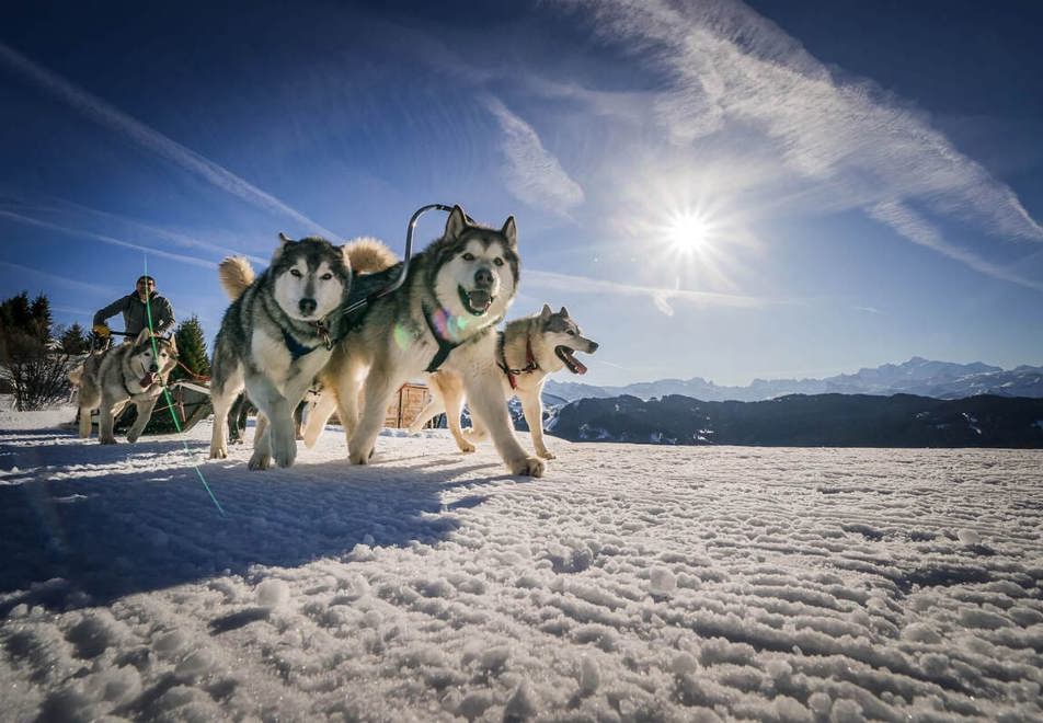 Les Gets - Husky dog sledding