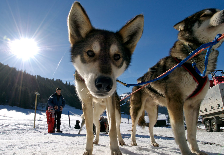 La Clusaz dog sledding