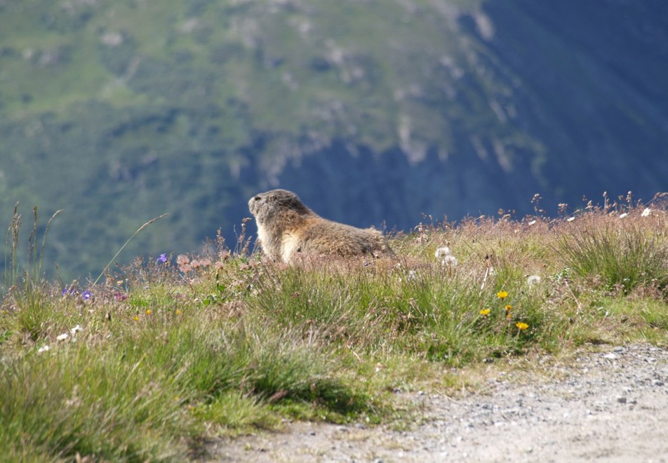 Peisey Vallandry Village - Marmotte