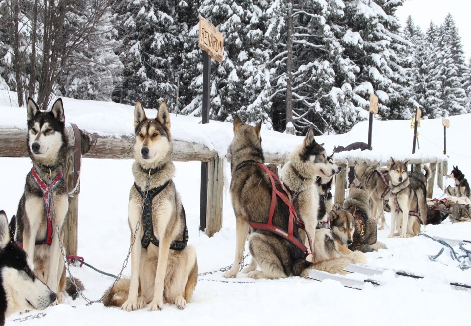 Chamrousse Ski Resort - Dog sledding