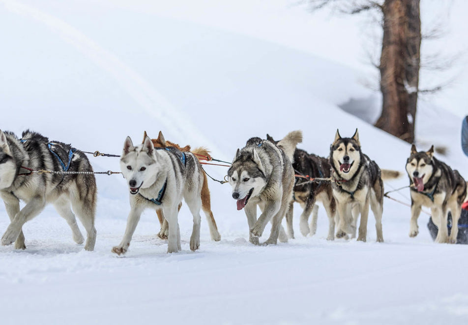 Vars resort - Dog sledding