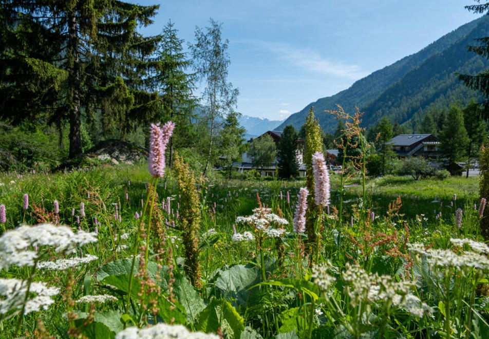 Meadow in Vallorcine